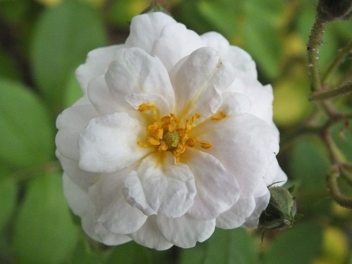  photo seqoia3_zps14e02e49.jpg